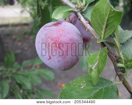 Plum. A fruit growing in the expanses of the south of Ukraine.
