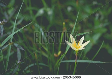 Little yellow flowers in the green garden