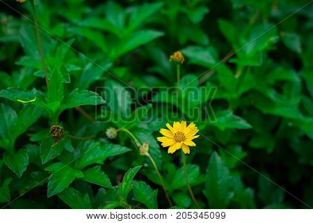 Little yellow flowers in the green garden