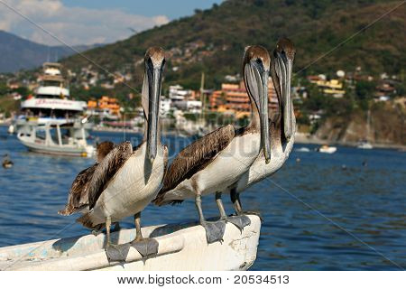 Pelikan-trio