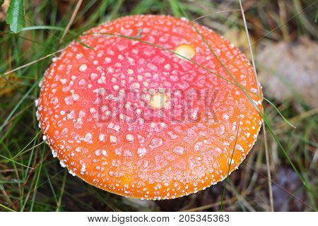 red amanita close-up on a nature background