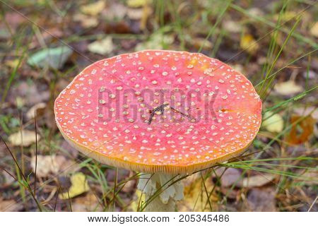 red amanita close-up on a nature background
