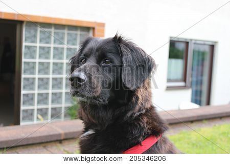 female labrador-retriever 8 years old sitting in the grass