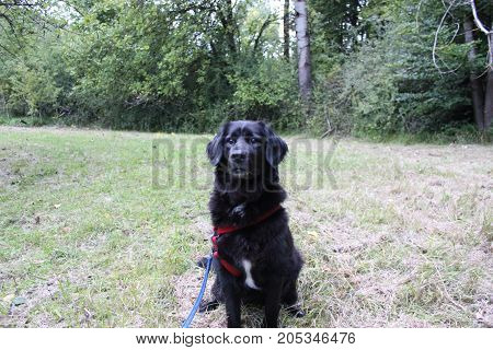 adult black retriever 8 years old isolated in the gras