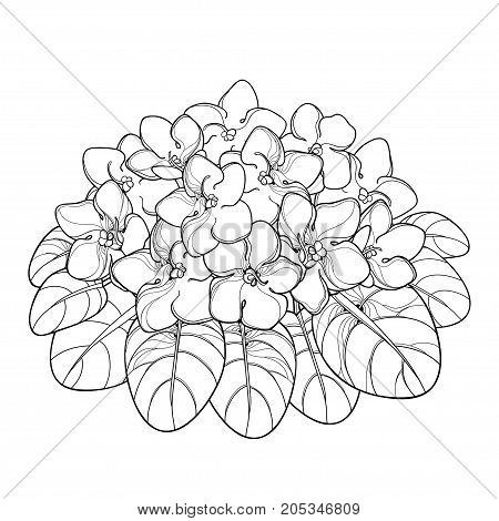 Vector bouquet with outline Saintpaulia or African violet flower and leaf in black isolated on white background. Viola flower in contour style for indoor floriculture, summer design and coloring book.
