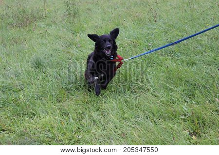 female labrador-retriever 8 years old running on grass