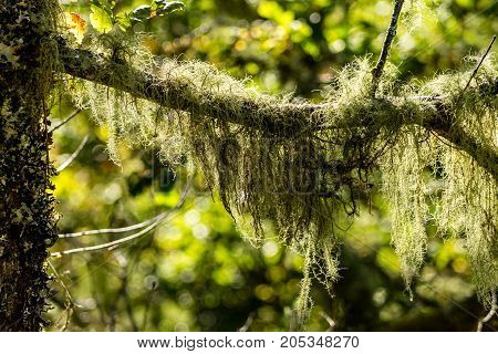 Lichen captured on a branch in the forest in a Natural Park