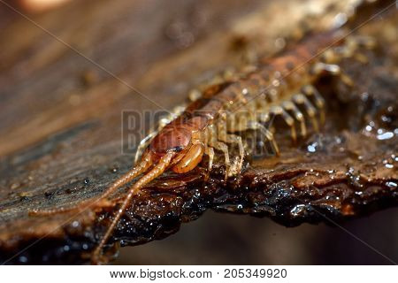 Banded centipede (Lithobius variegatus). Arthropod in the class Chilopoda family Lithobiidae on bark showing forcipules
