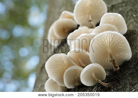 Mushrooms tree trunk Closeup Nature Macro plant Nature background trees Nature background Nature background Mushroom Nature autumnal Nature background Nature background Autumn forest Nature background outdoor Nature background Nature background.