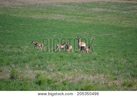 family of pronghorn in a field on a sunny day