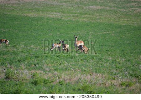 family of pronghorn in a field on a sunny day