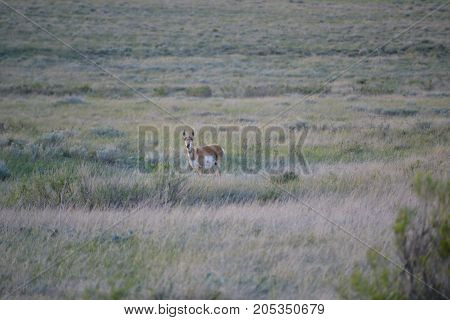 a pronghorn wandering the countryside at sunset