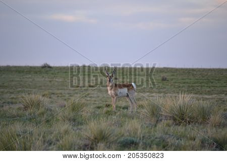 a pronghorn wandering the countryside at sunset