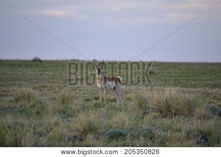 a pronghorn wandering the countryside at sunset