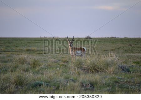 a pronghorn wandering the countryside at sunset