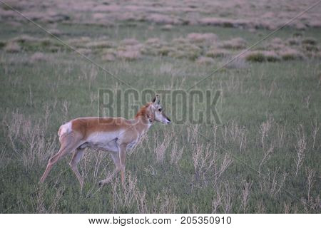 a pronghorn wandering the countryside at sunset