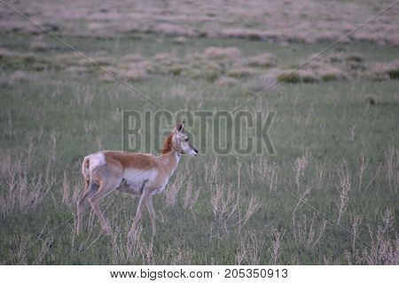 a pronghorn wandering the countryside at sunset