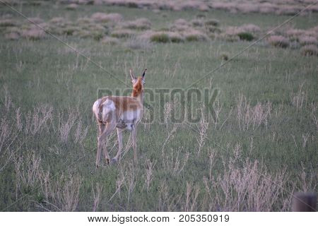 a pronghorn wandering the countryside at sunset