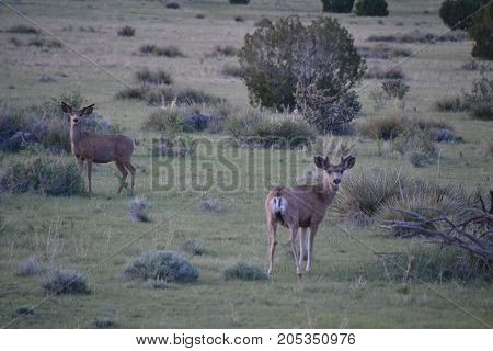 mule deer roaming the country side at dusk