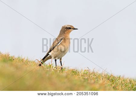 Wheatear (Oenanthe oenanthe) female standing on grass. Summer visitor to Britain in the family Turdidae on Somerset Coast before flying south for winter