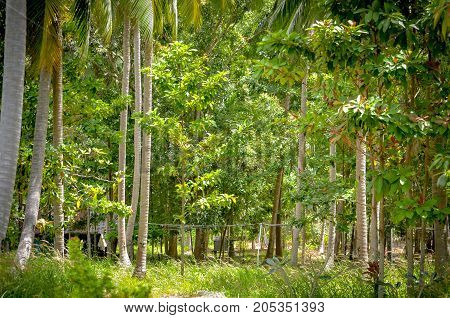 tropical forest landscape with palmtrees during daytime