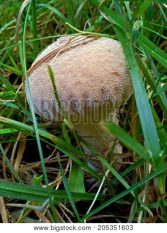 Cream Gem-studded Puffball in the Green Grass