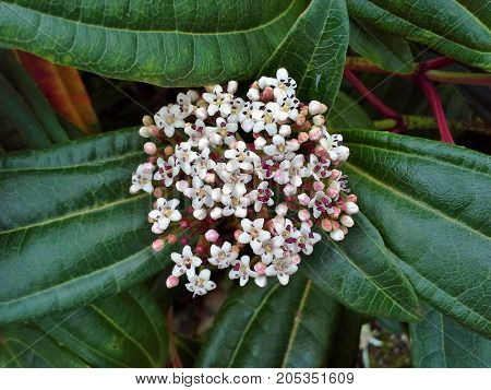 White Viburnum Davidii Flowers in the Garden