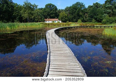 Peaceful path  - silence mindful swamp boardwalk