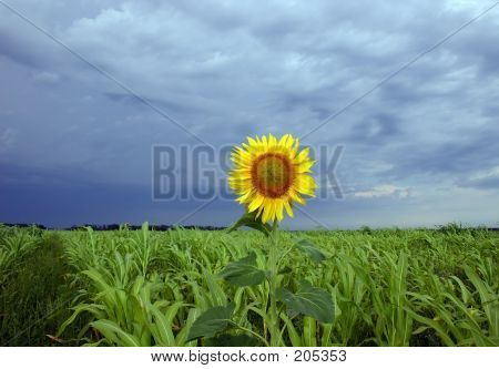 Sun