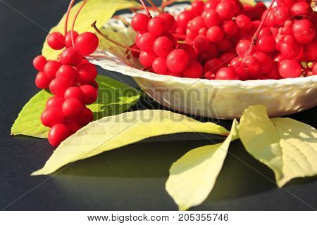 branches with red ripe schisandra and leaves on the plate on the dark background