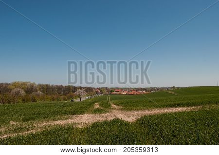 Green Cornfield In Front Of Town Praestoe In Denmark