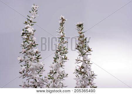 Photo Of Bright Tender Offshoot Of A Tree Growing