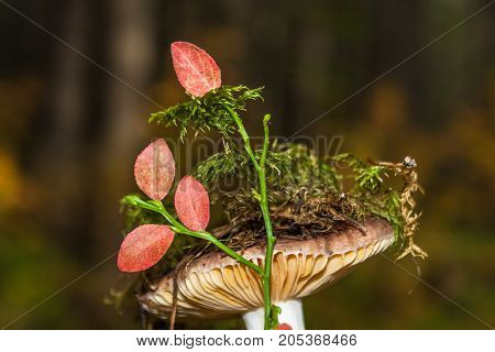 Boletus In Moss. Forest Mushroom. Close-up.