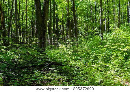 Dense green forest with leafy shrubs in sun and shadows.
