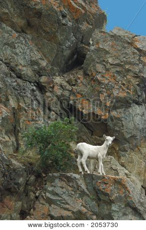 Dall-Schaf Ewe Ledge bearbeitet