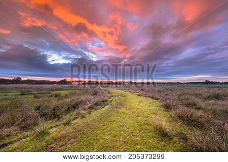 Green Grassy Trail Leading Through Natural Landscape