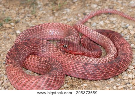 A bright red western coachwhip photographed in west Texas.