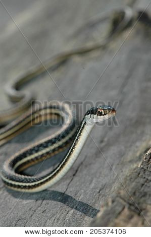 A ribbon snake photographed on a log from north western Missouri.