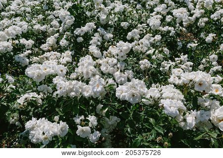 White flowers. horizontal shot in the afternoon