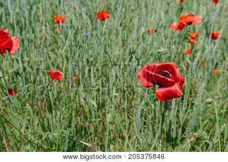Poppies in the field. horizontal shot in the afternoon