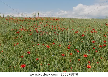 Poppies in the field. horizontal shot in the afternoon
