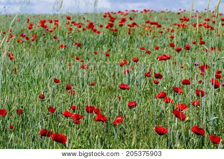 Poppies in the field. horizontal shot in the afternoon