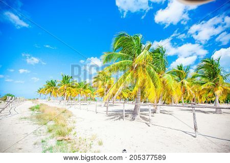 Palm trees on white sand beach. Playa Sirena. Cayo Largo.