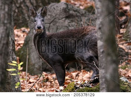 Musk deer are artiodactyls, which has spawned many myths and superstitions associated with its feature - long fangs. Because of these tusks growing from the upper jaw, the deer was long considered to be the vampire who drinks the blood of other animals.