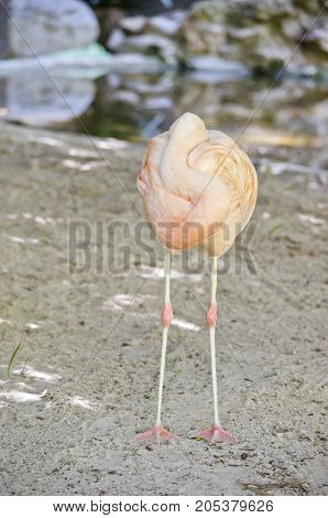 the flamingo is resting his head on his body while sleeping