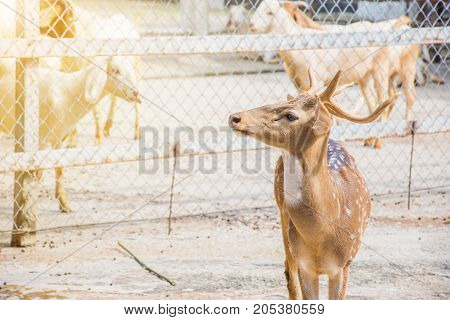 portrait animal mammal deer looking and stand and flar