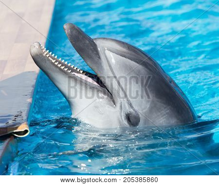 Dolphin in the pool . In the park in nature