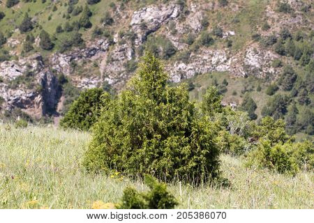 pine tree in the mountains . In the park in nature