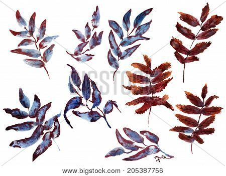 Collection of hand drawing watercolor beautiful rowan autumn leaves