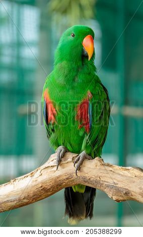 Abyssinian lovebird sitting on the treeGreen lovebird.